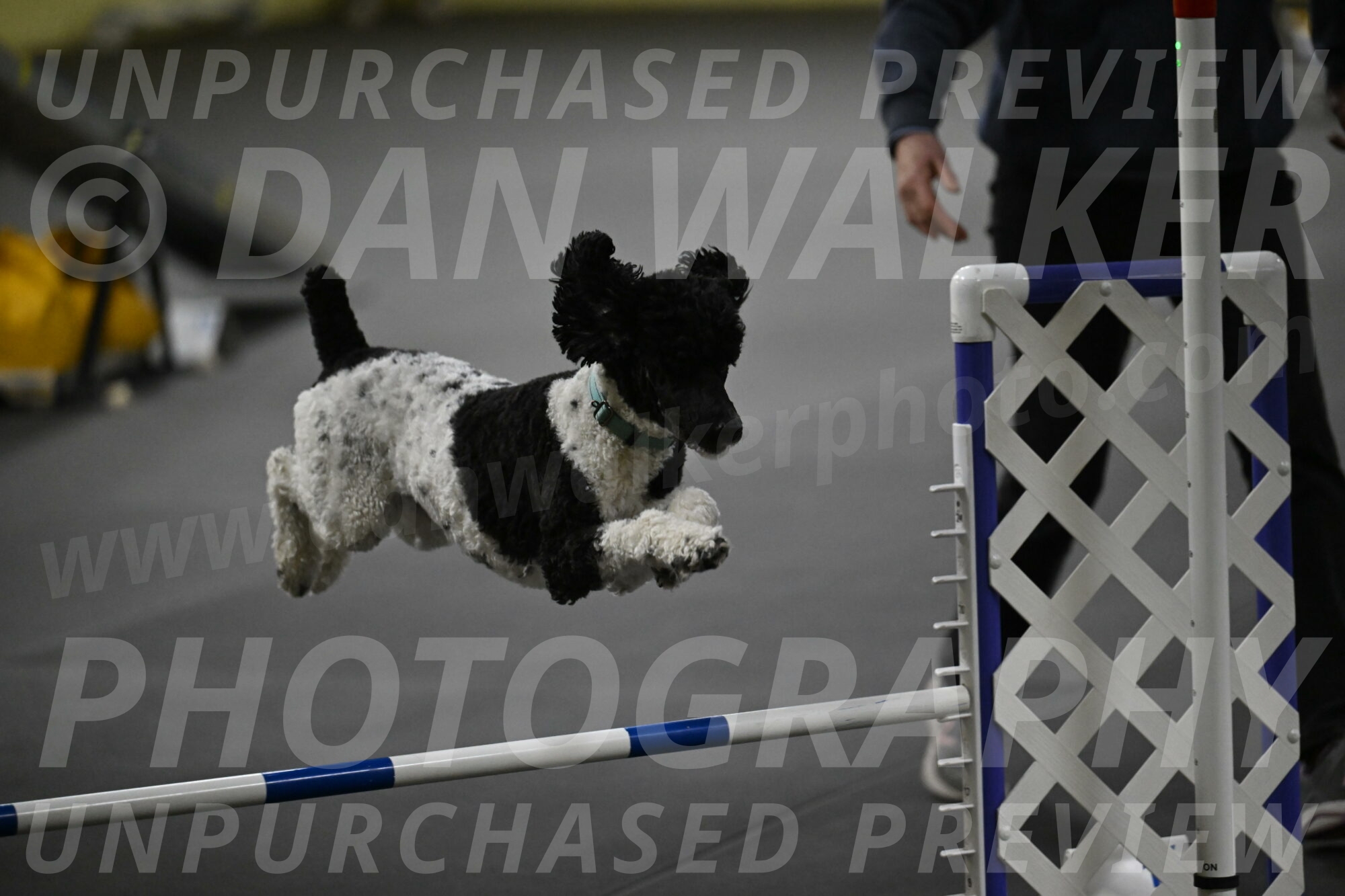 Jessie-DeBroux-10645