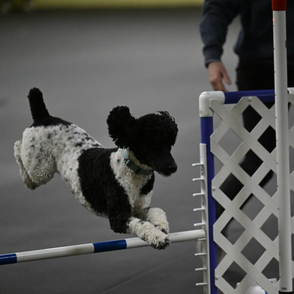 Jessie-DeBroux-10646