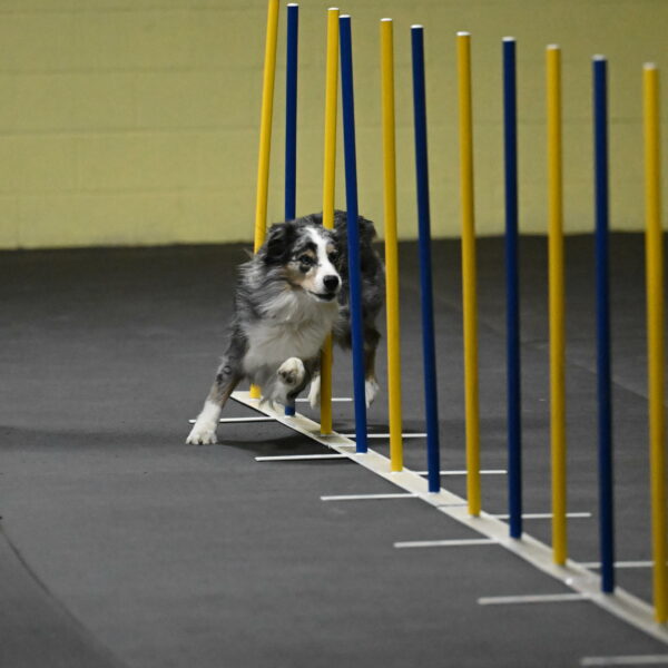 Kaiden-Armbrust-05624