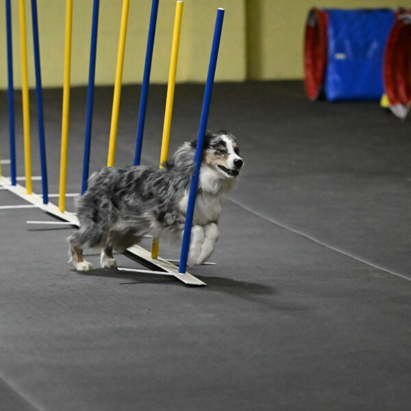 Kaiden-Armbrust-05652