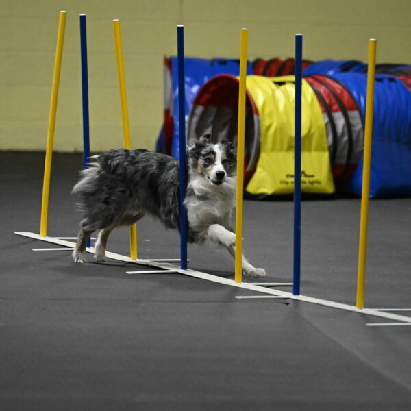 Kaiden-Armbrust-05736