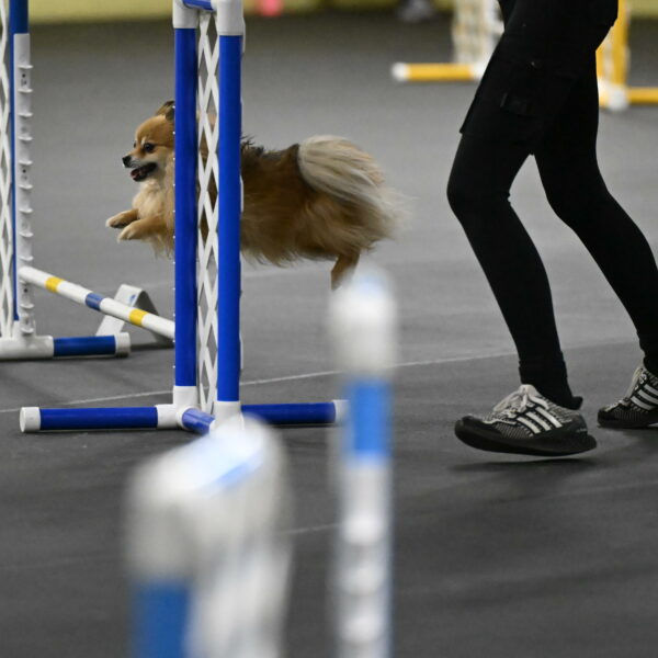 Komainu-DelBalso-11855