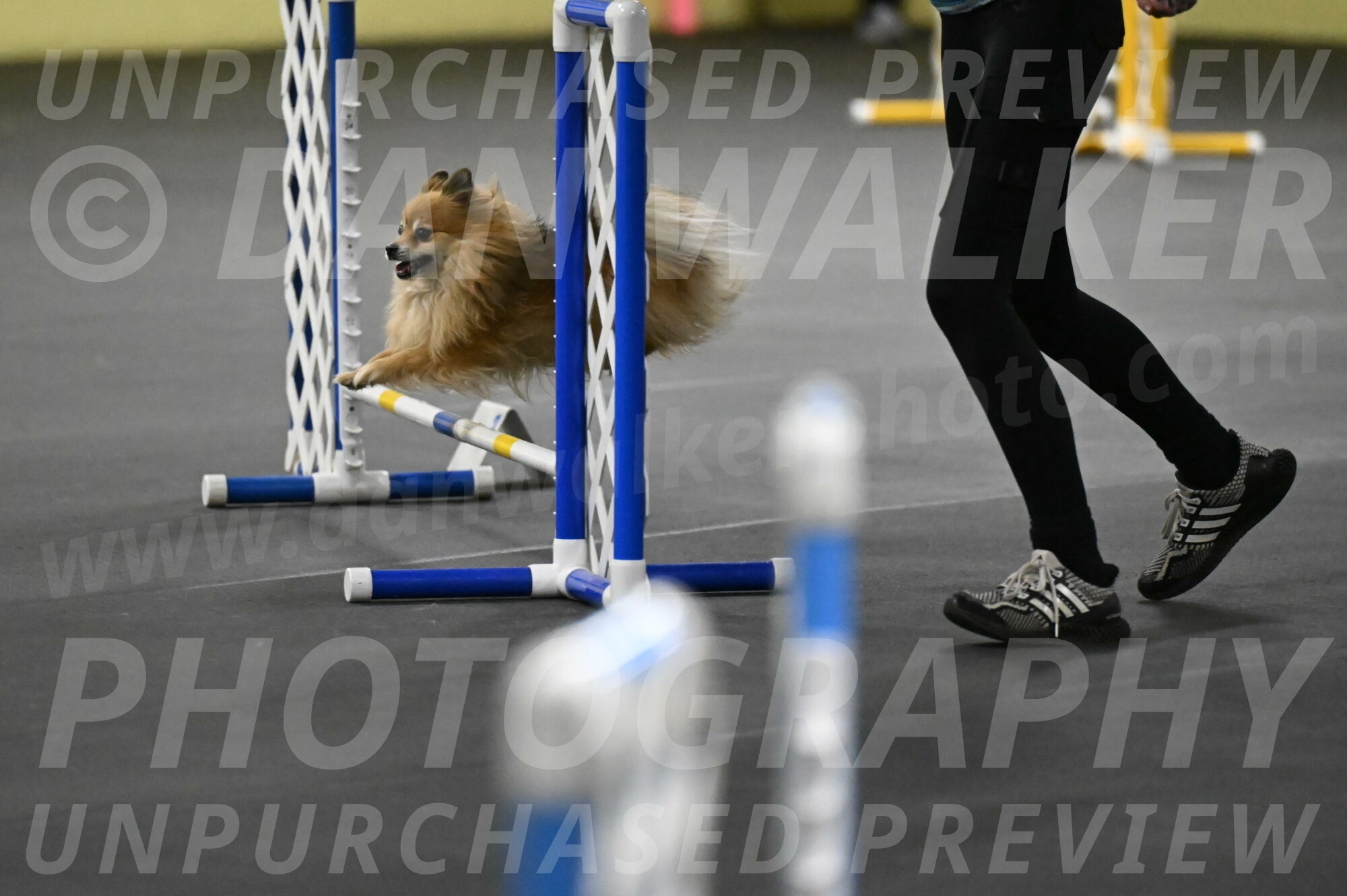 Komainu-DelBalso-11856