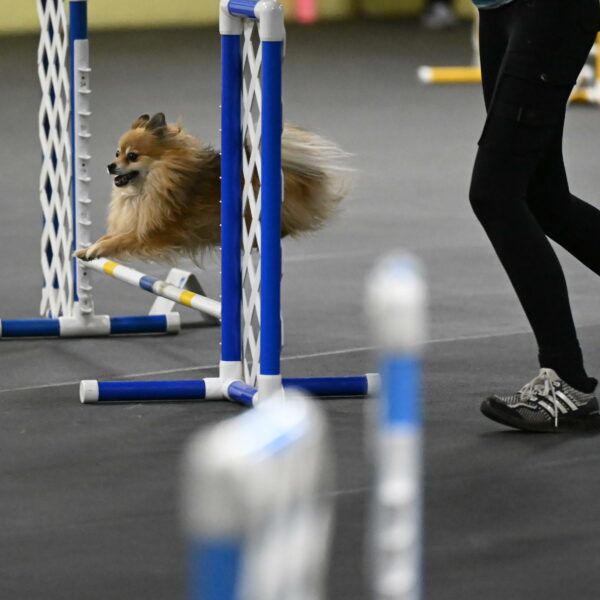 Komainu-DelBalso-11856