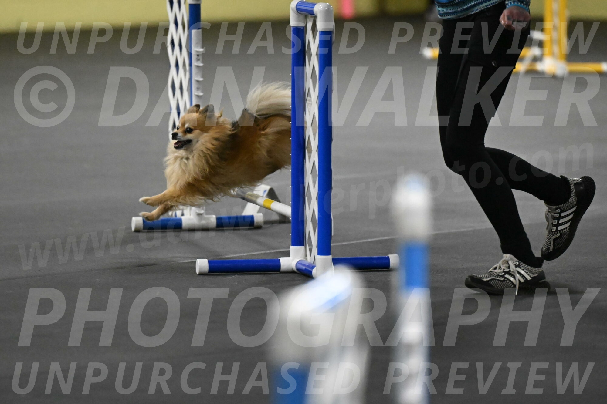 Komainu-DelBalso-11857