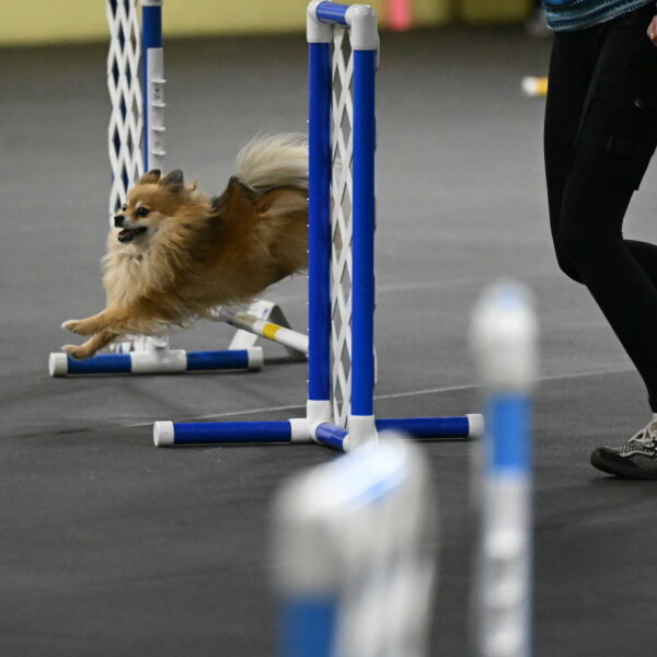 Komainu-DelBalso-11857