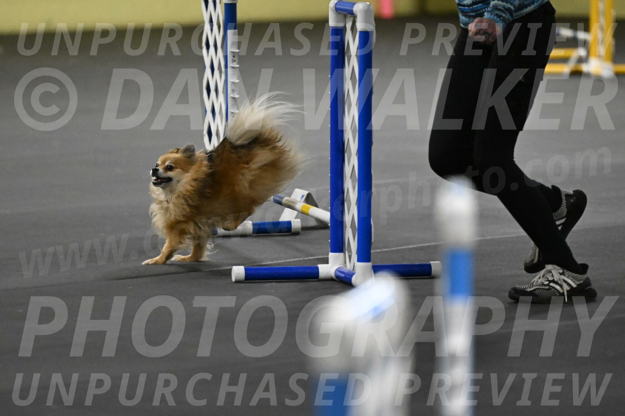 Komainu-DelBalso-11858