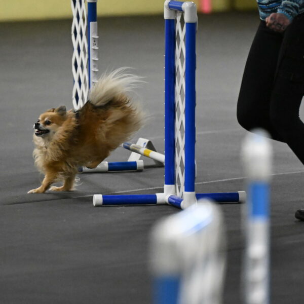 Komainu-DelBalso-11858