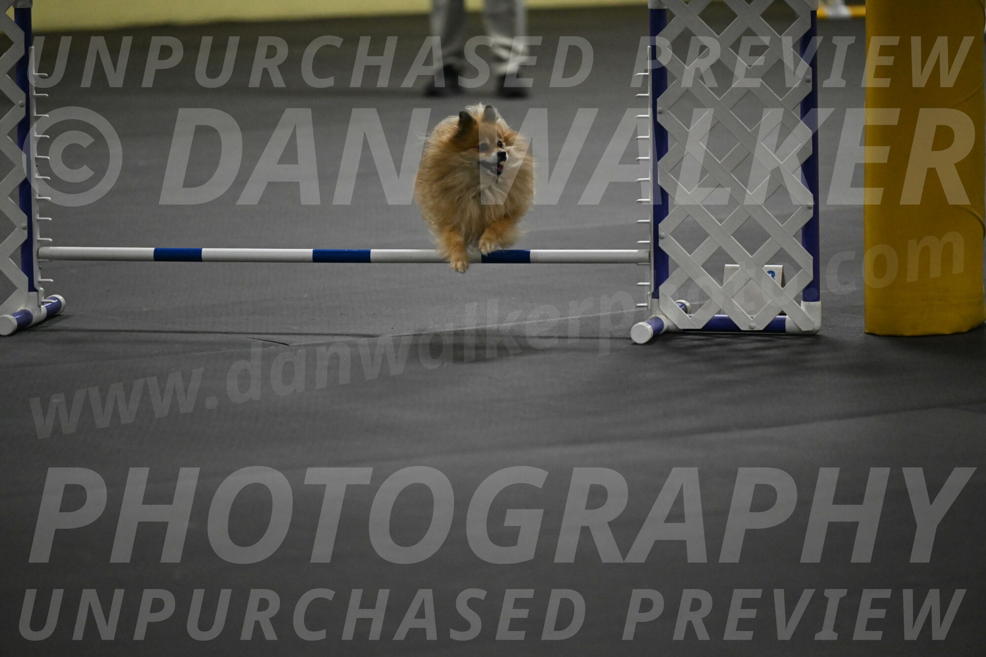 Komainu-DelBalso-11867