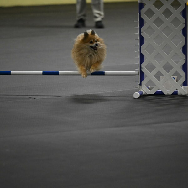 Komainu-DelBalso-11867