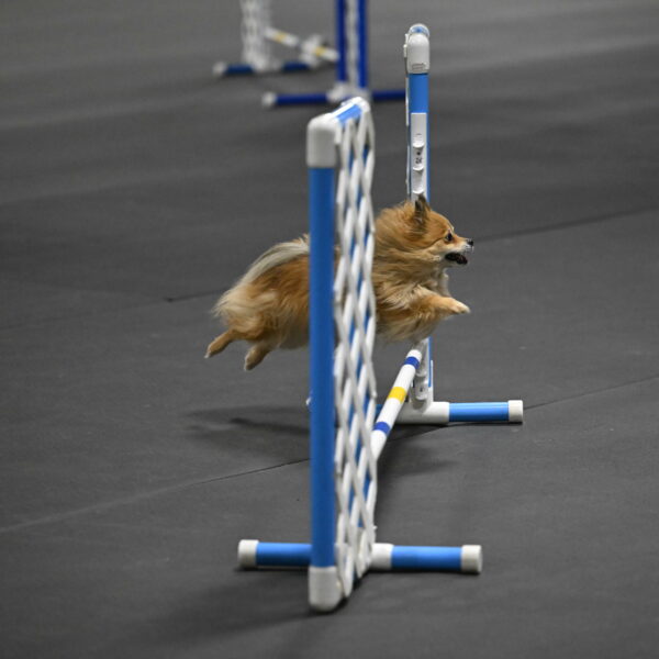 Komainu-DelBalso-11868