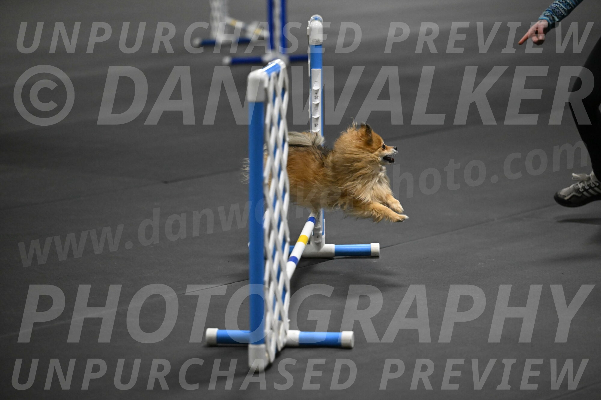 Komainu-DelBalso-11869