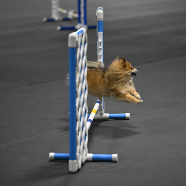 Komainu-DelBalso-11869