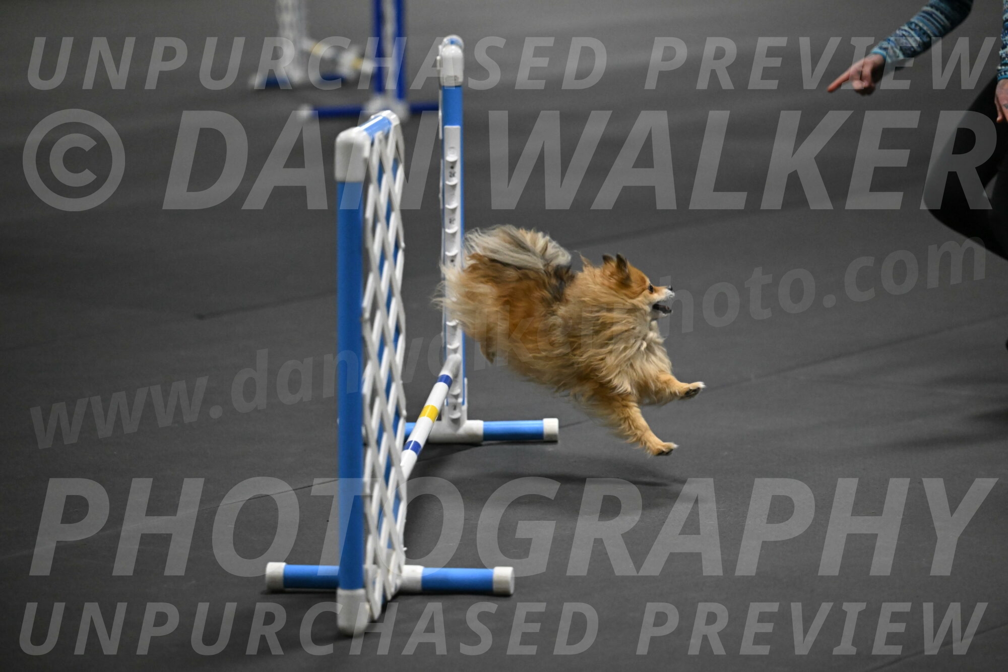 Komainu-DelBalso-11870