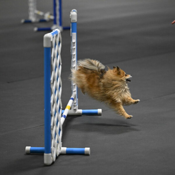 Komainu-DelBalso-11870