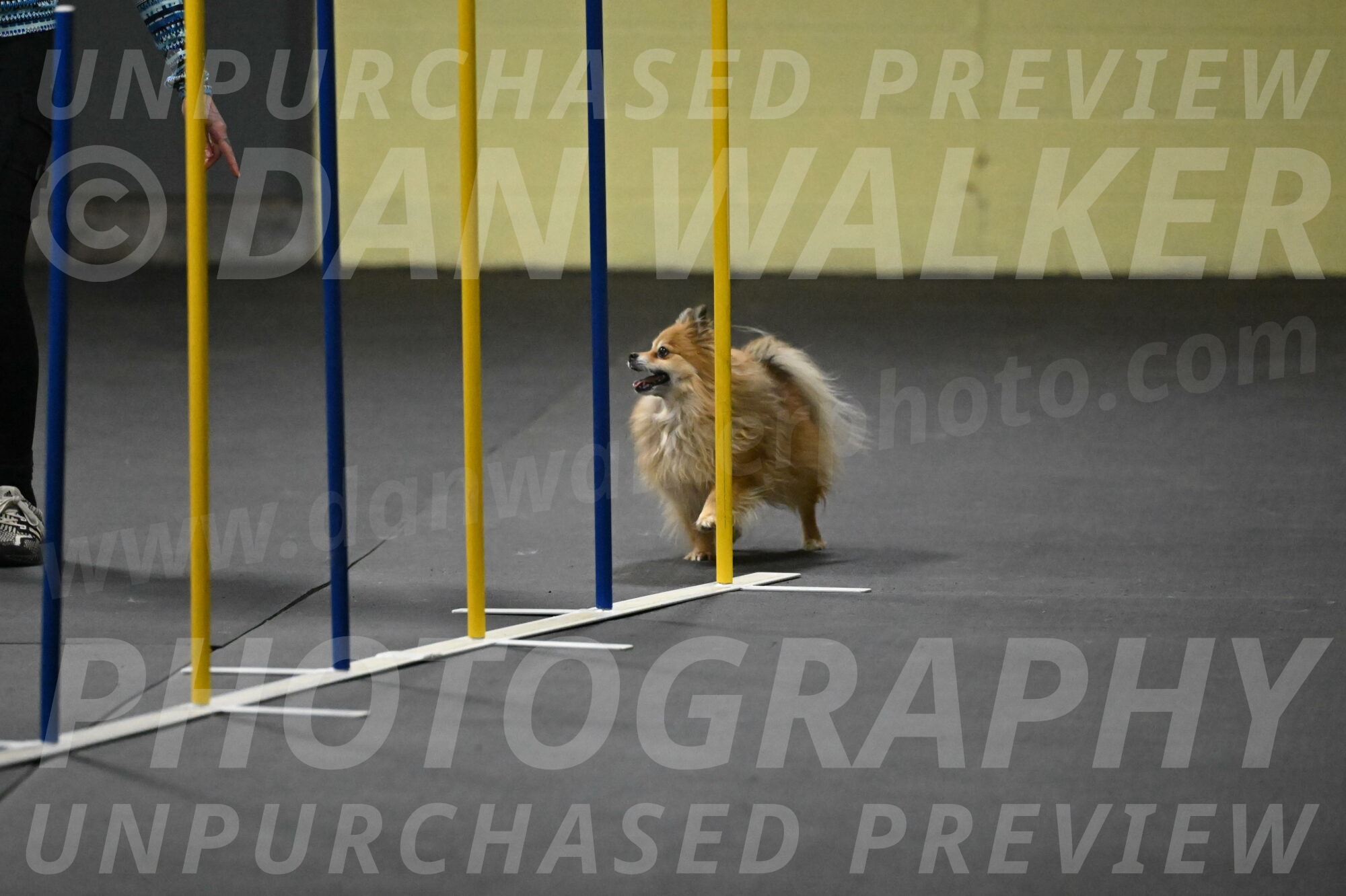 Komainu-DelBalso-11874