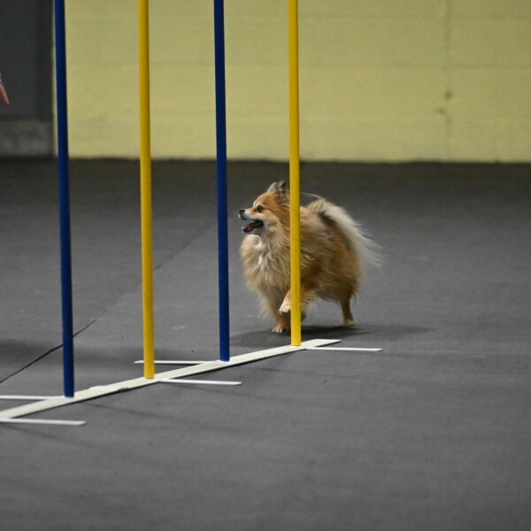 Komainu-DelBalso-11874