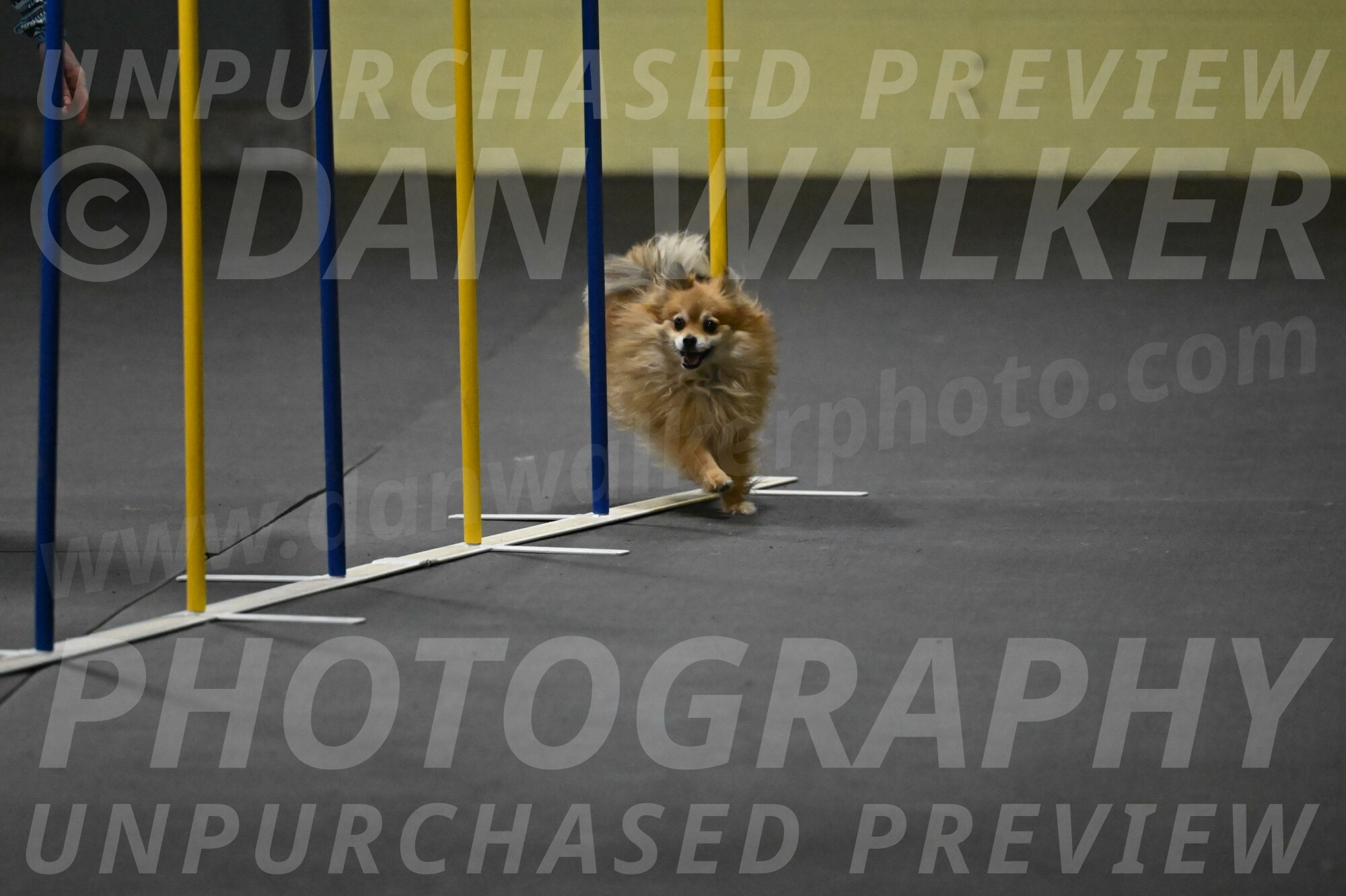 Komainu-DelBalso-11879