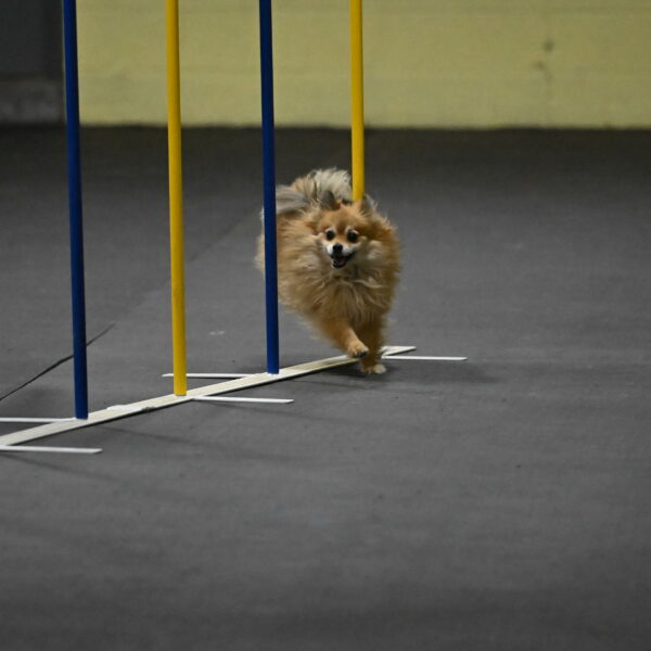 Komainu-DelBalso-11879