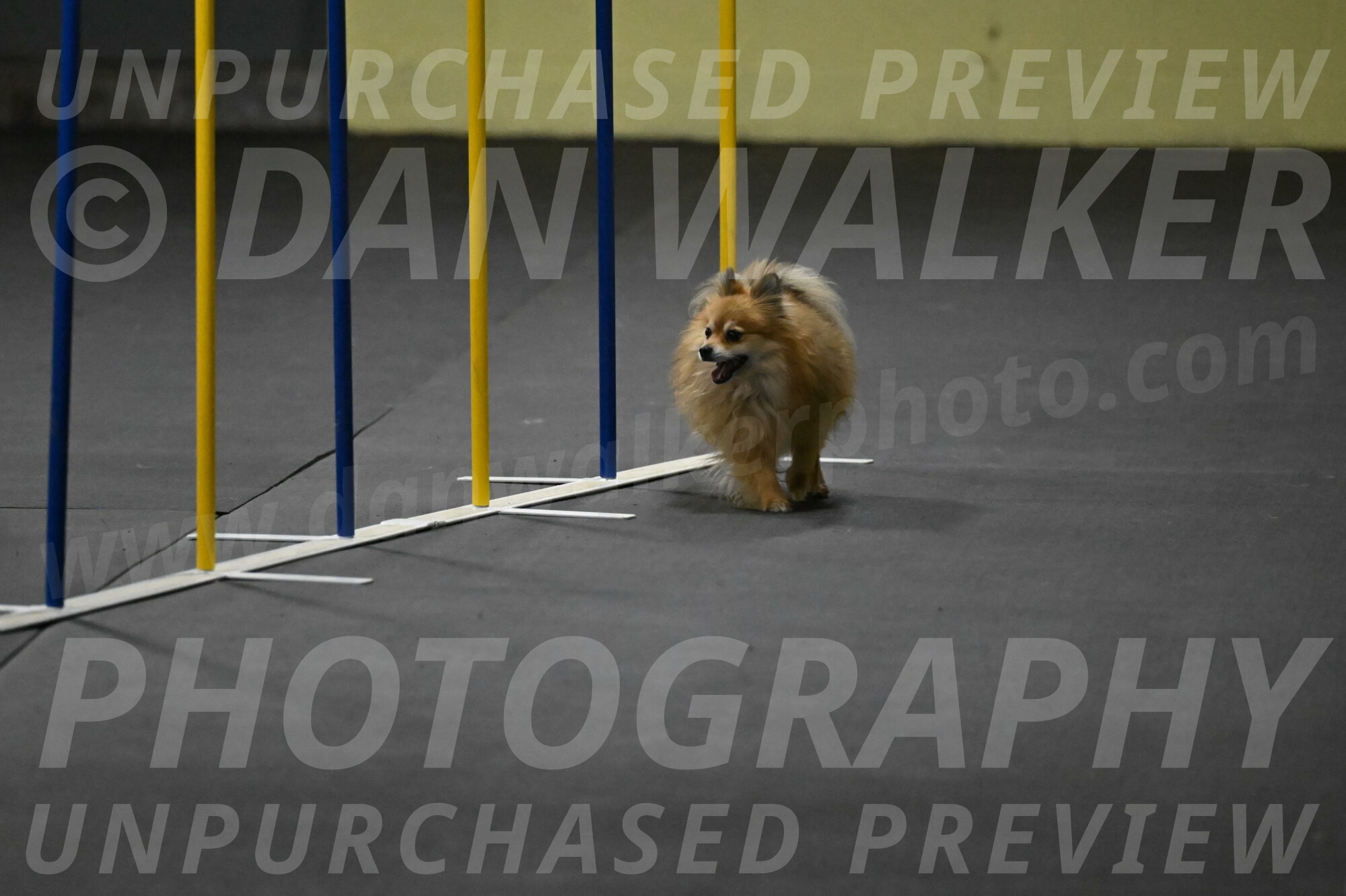 Komainu-DelBalso-11895