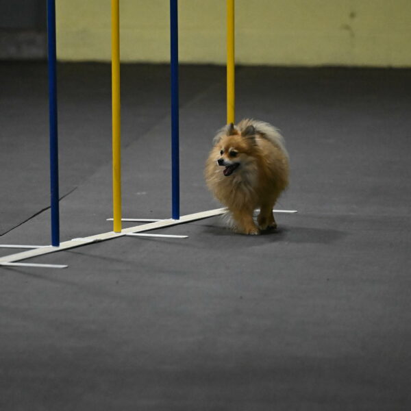 Komainu-DelBalso-11895