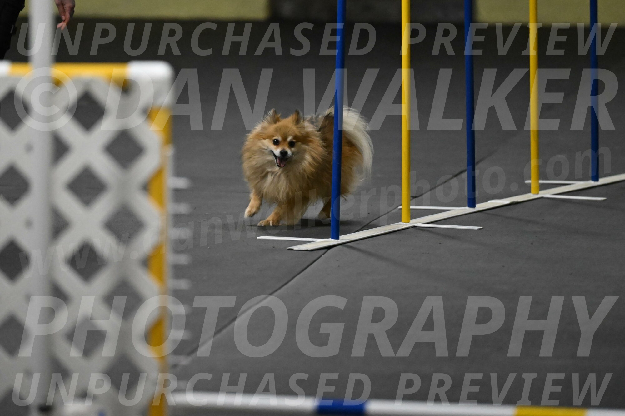 Komainu-DelBalso-11922