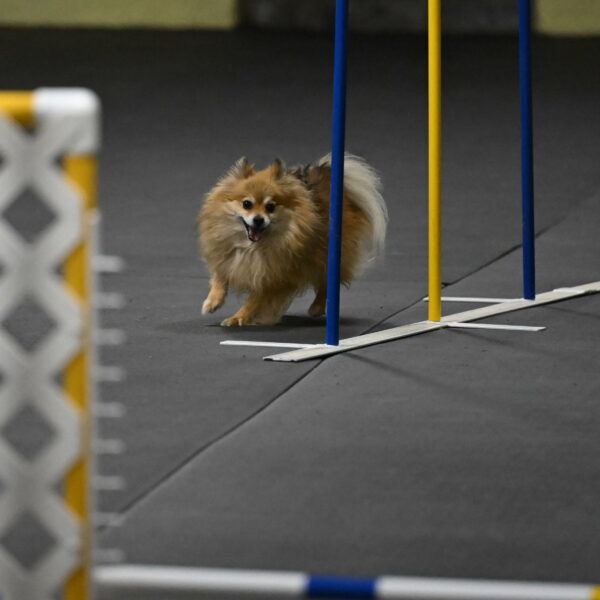 Komainu-DelBalso-11922