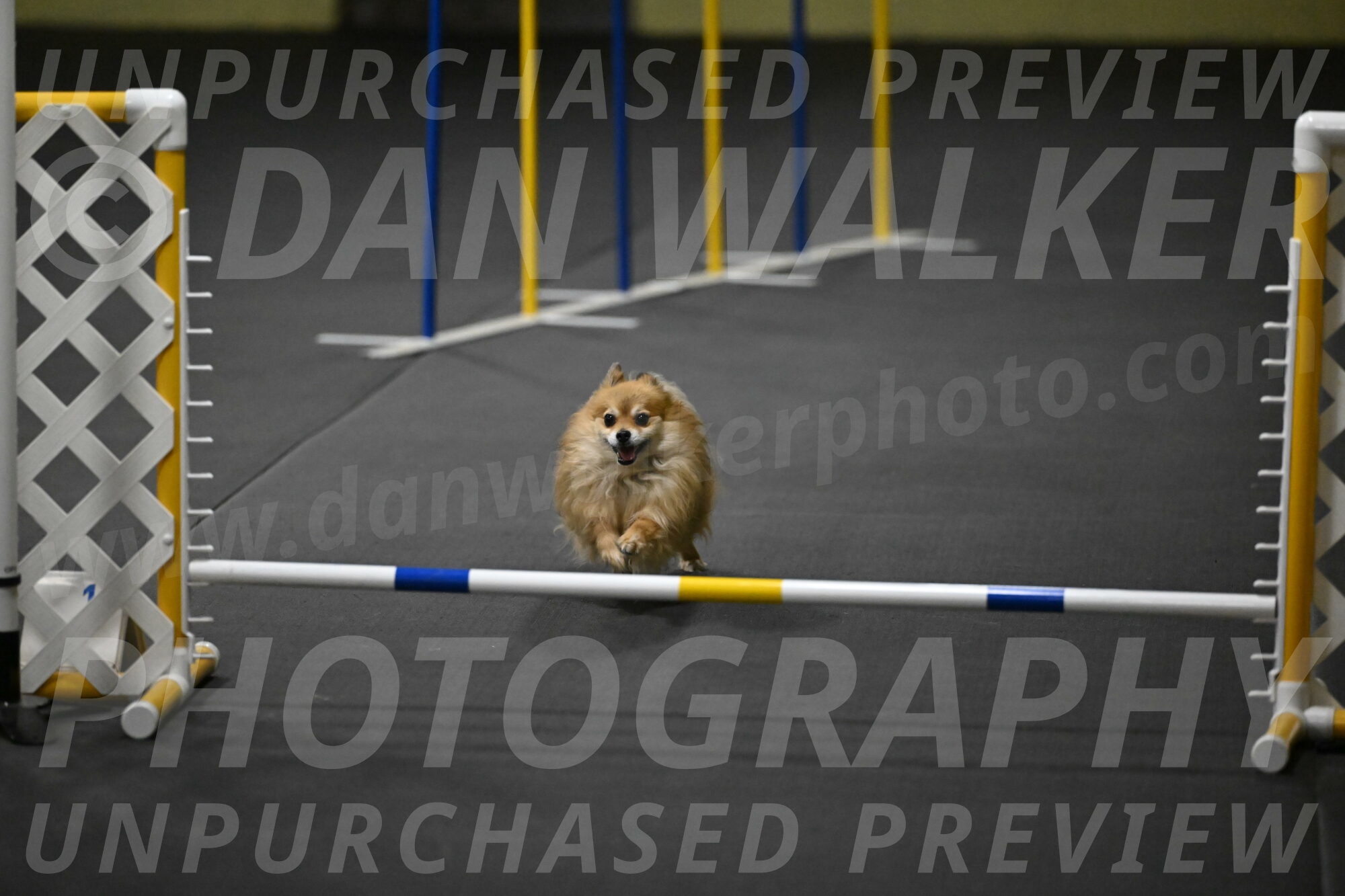 Komainu-DelBalso-11927