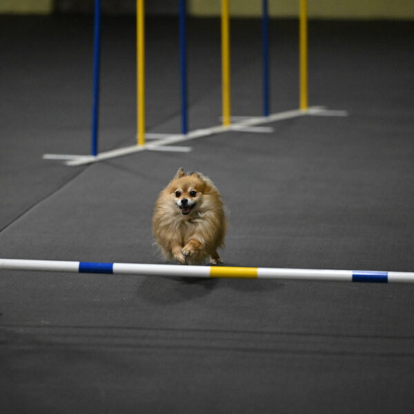 Komainu-DelBalso-11927