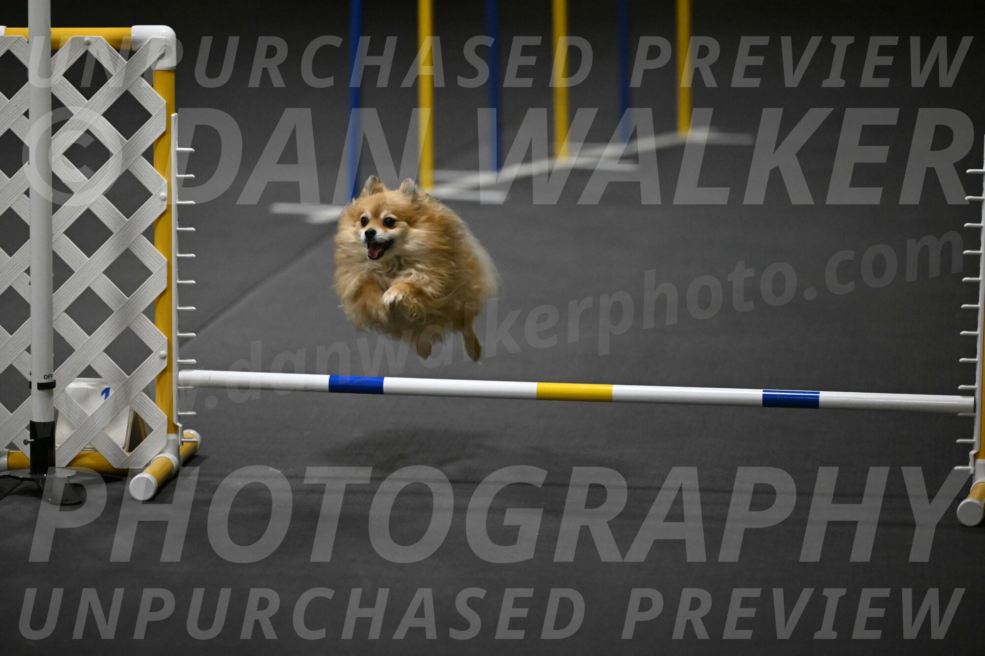 Komainu-DelBalso-11931