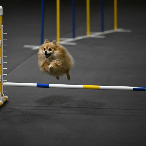 Komainu-DelBalso-11931