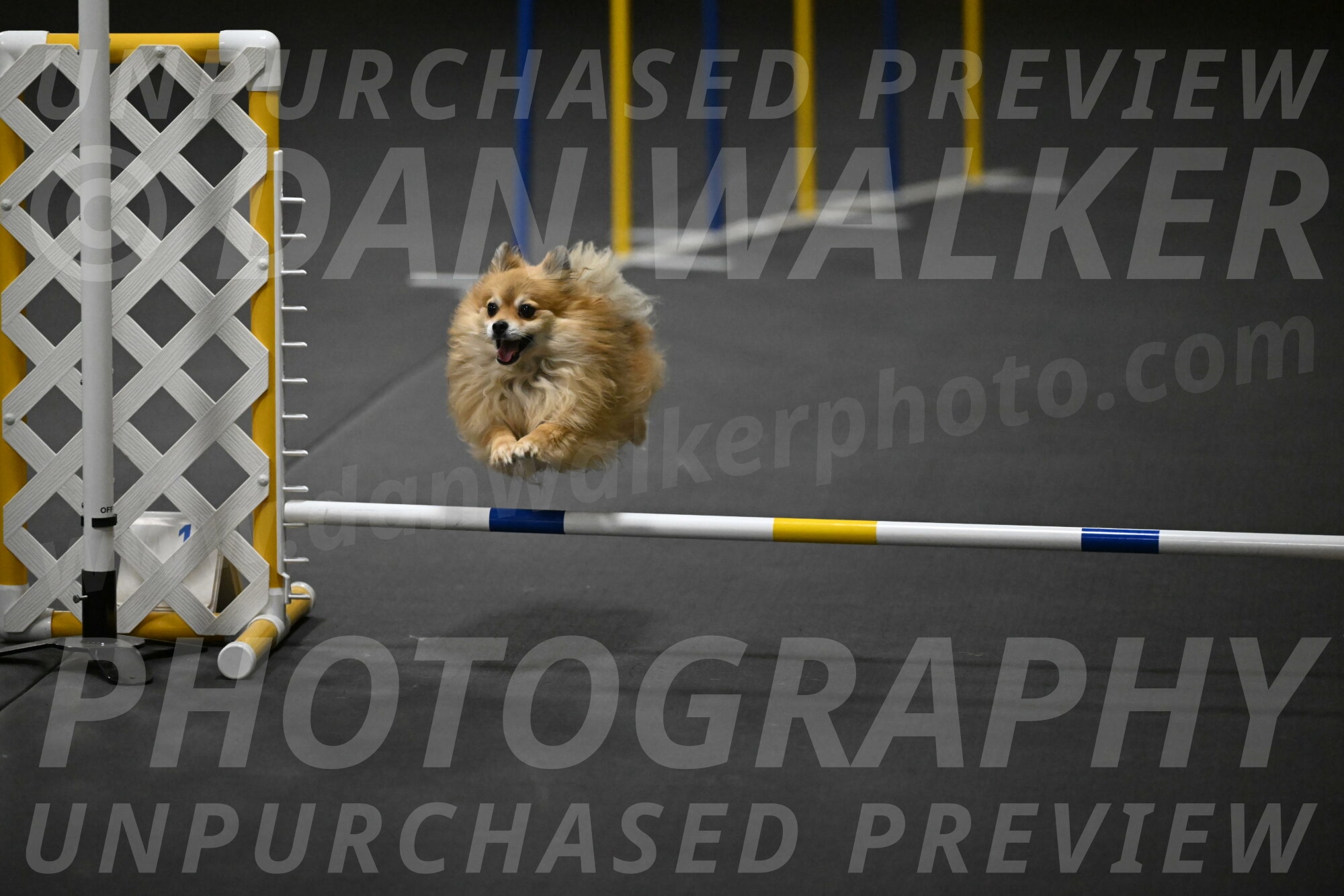 Komainu-DelBalso-11932