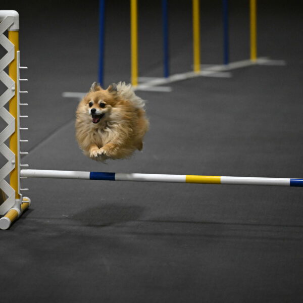 Komainu-DelBalso-11932