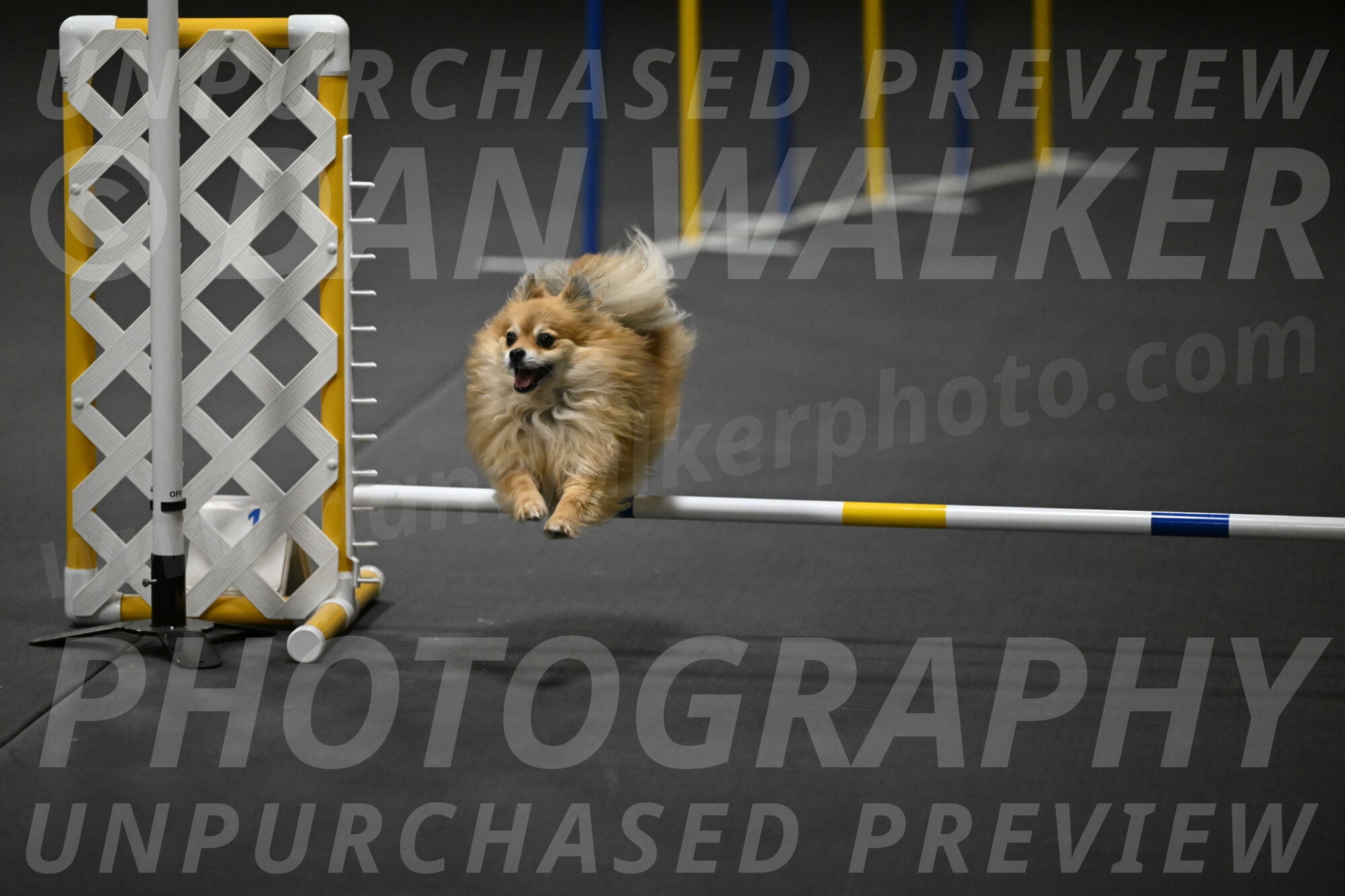 Komainu-DelBalso-11933