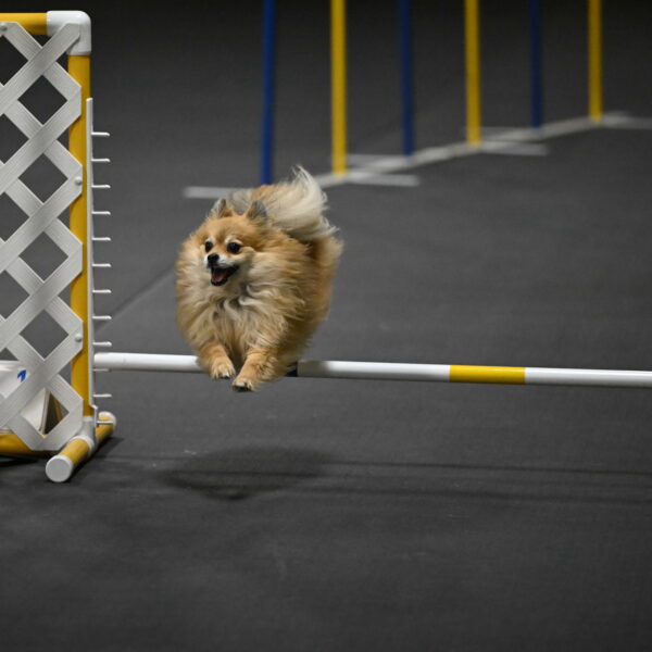 Komainu-DelBalso-11933