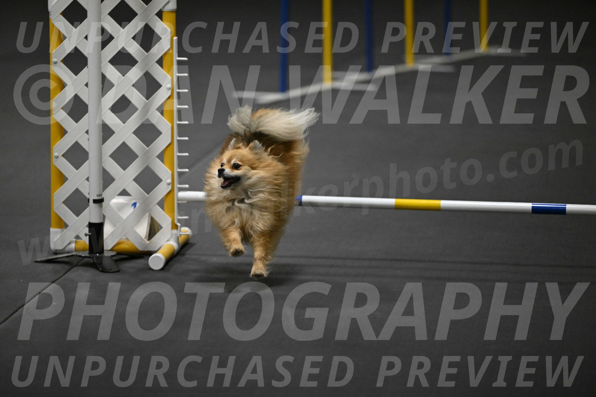 Komainu-DelBalso-11934