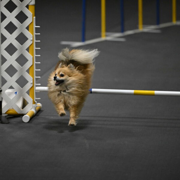 Komainu-DelBalso-11934