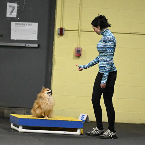 Komainu-DelBalso-11940