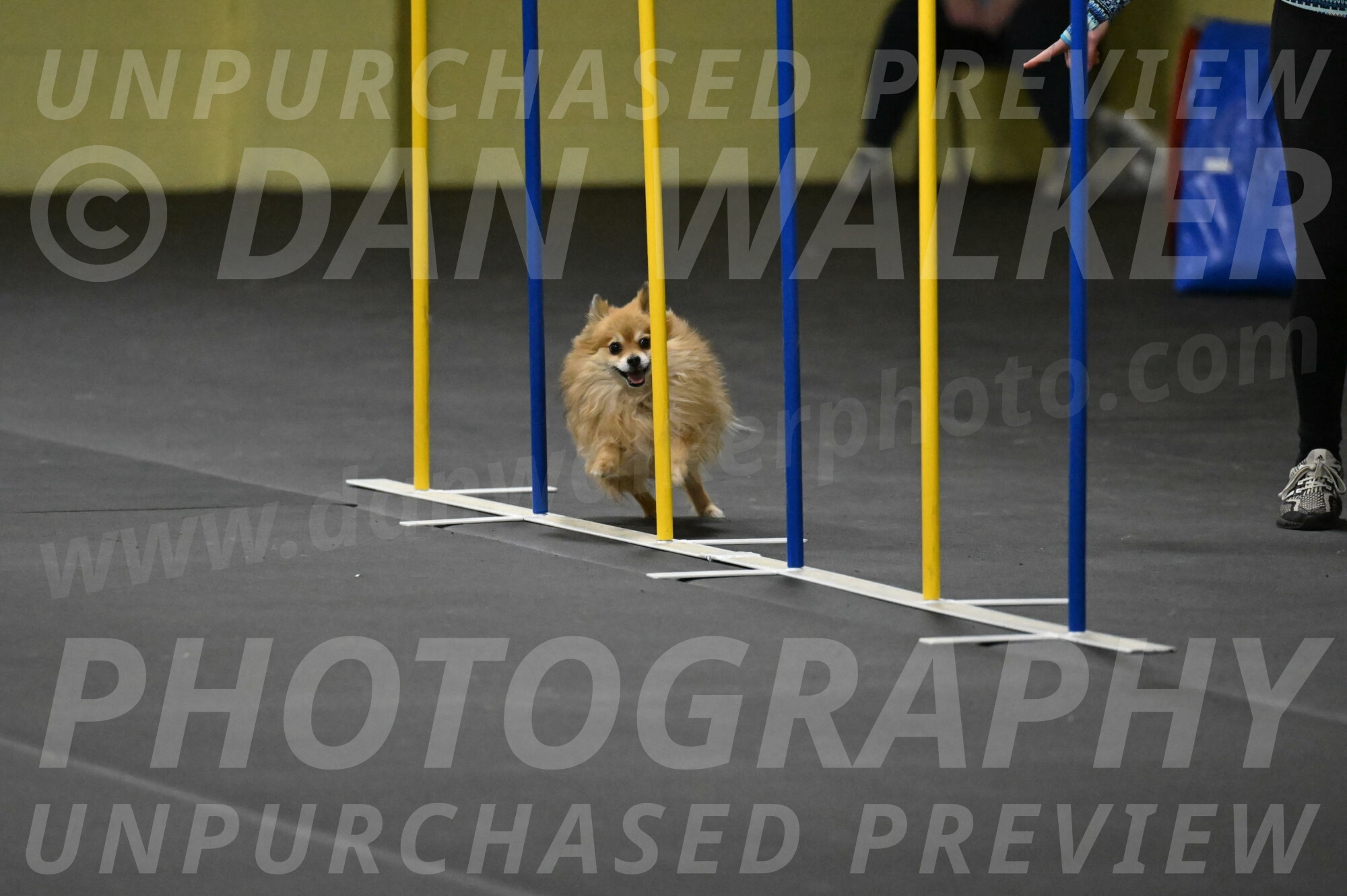 Komainu-DelBalso-11949