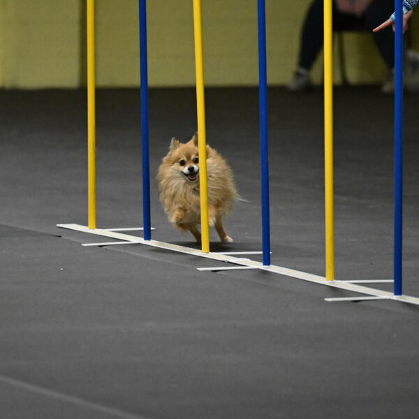 Komainu-DelBalso-11949