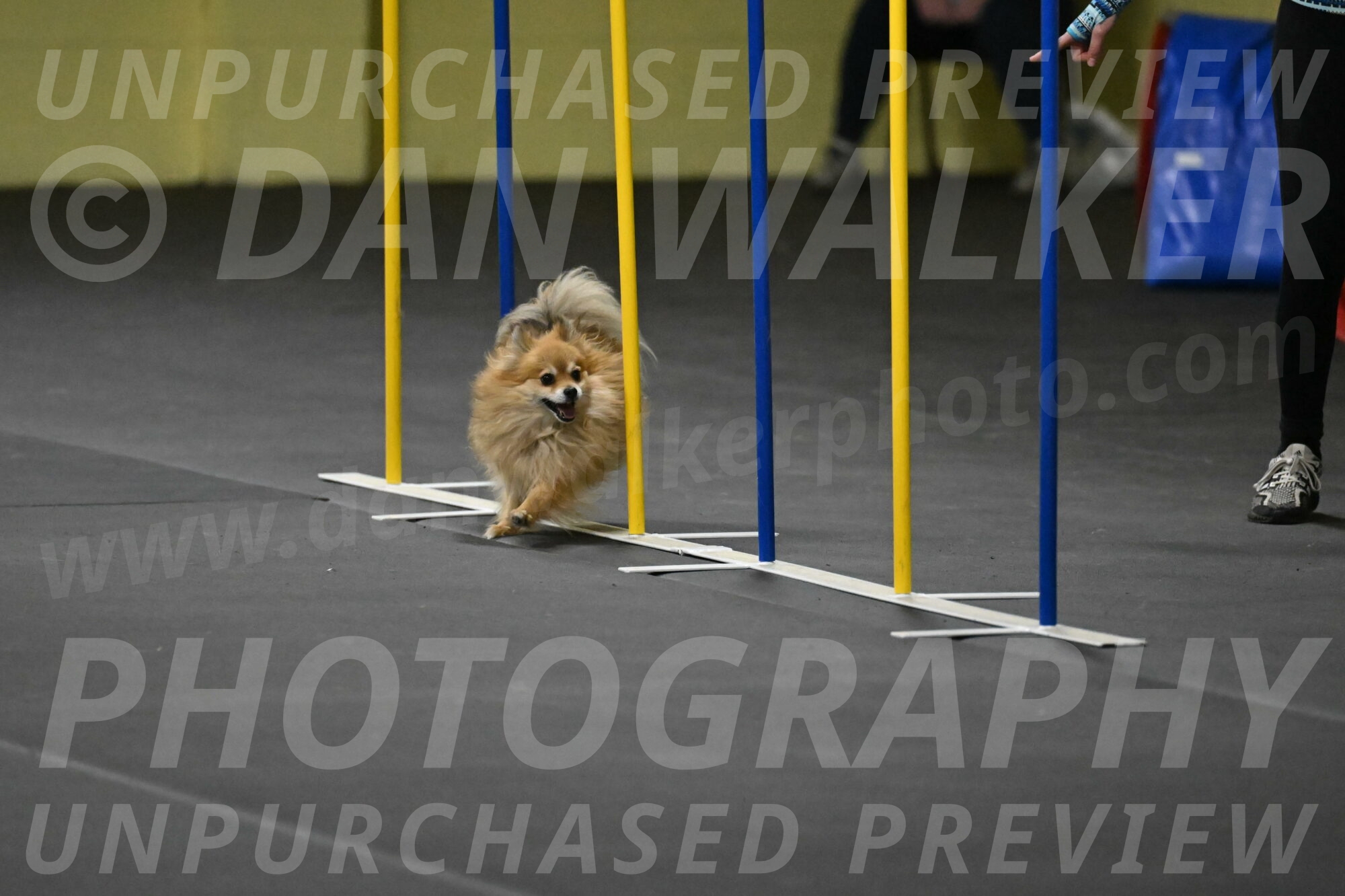 Komainu-DelBalso-11950