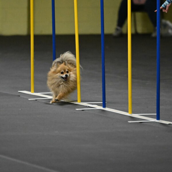 Komainu-DelBalso-11950