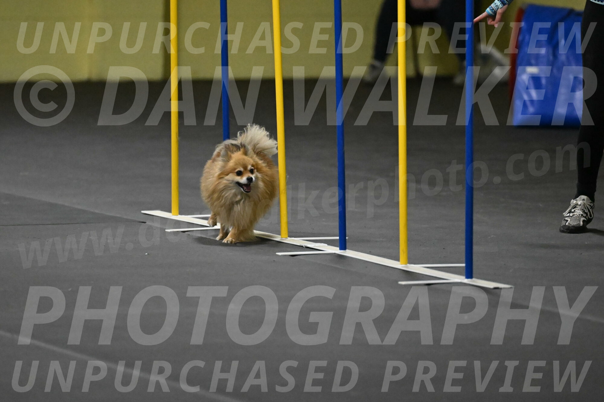 Komainu-DelBalso-11951