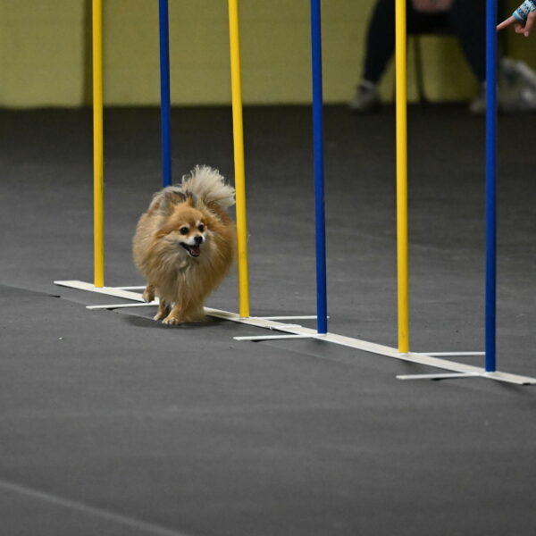 Komainu-DelBalso-11951