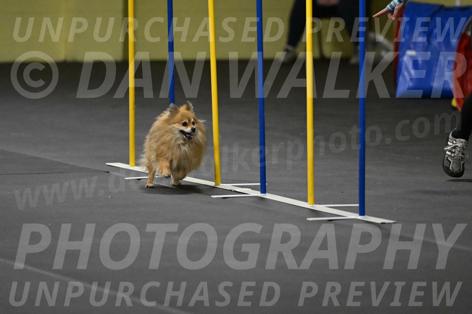 Komainu-DelBalso-11952