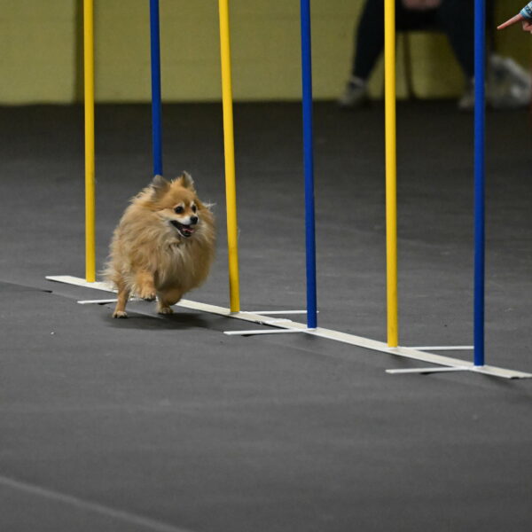 Komainu-DelBalso-11952