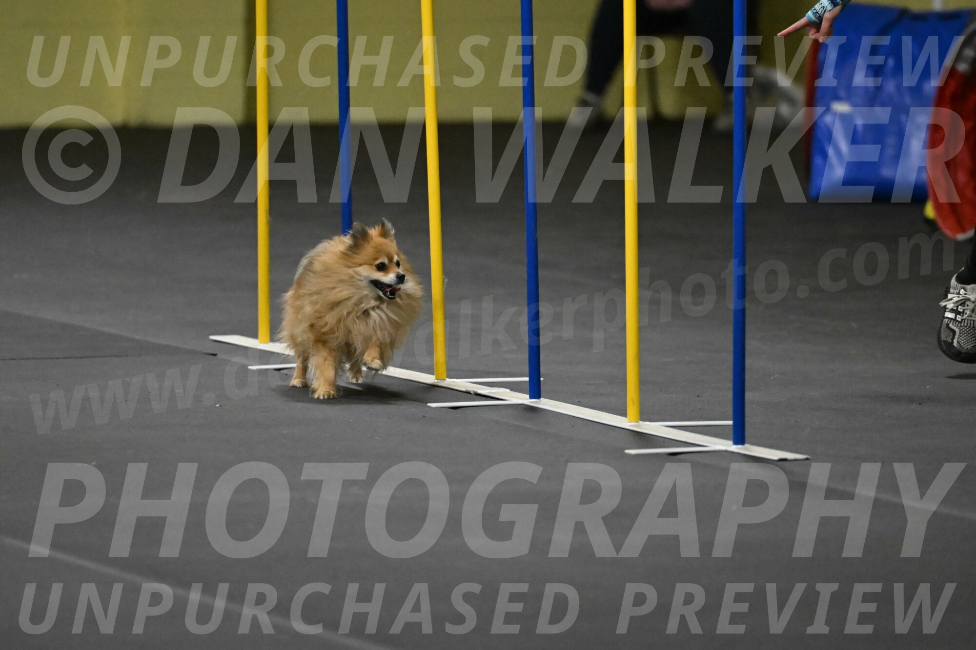 Komainu-DelBalso-11953