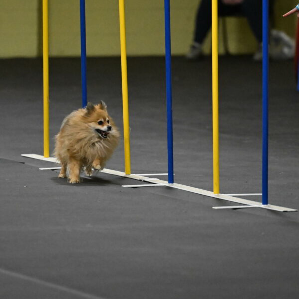 Komainu-DelBalso-11953