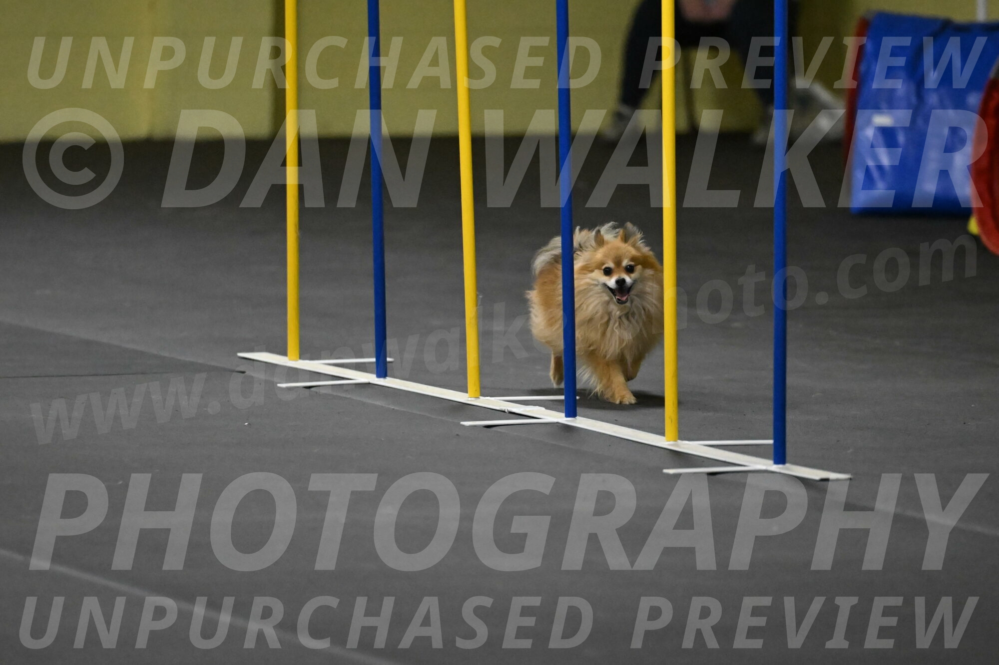 Komainu-DelBalso-11973