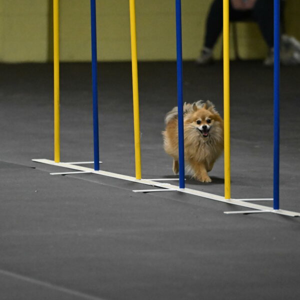 Komainu-DelBalso-11973